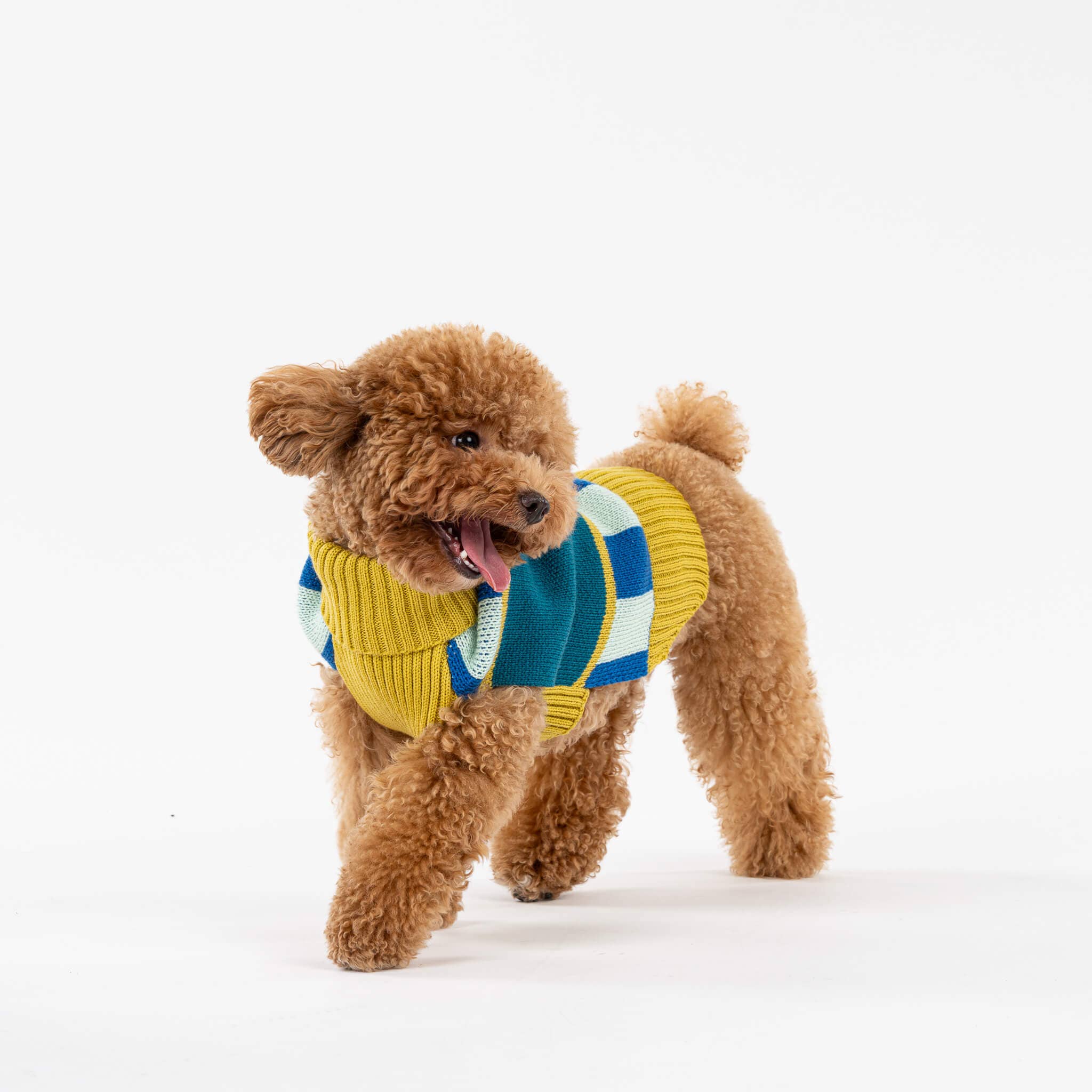 Stripe Dot Dog Sweater