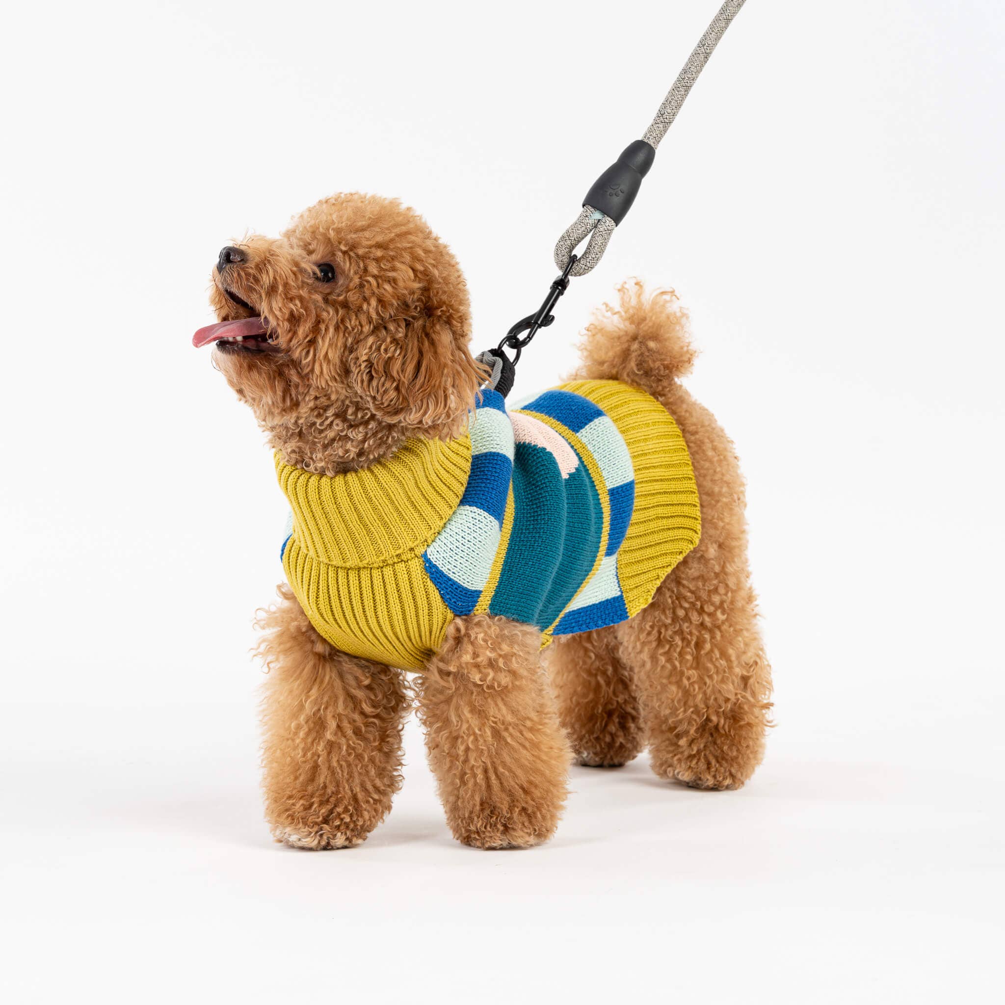 Stripe Dot Dog Sweater